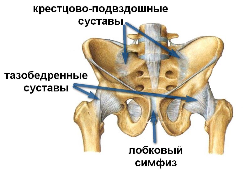 Строение таза Как устроен таз человека