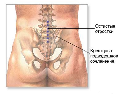 Крестец На крестце человека сосредоточено много нервных окончаний
