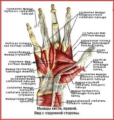 Мышцы и сухожилия Строение кисти: мышцы и сухожилия