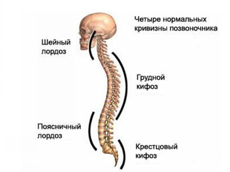 Нормальная кривизна позвоночника