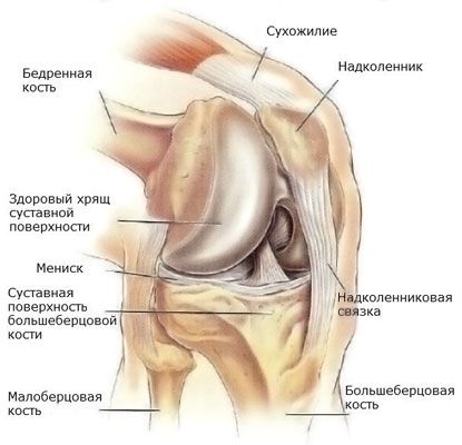 Строение сустава Из чего состоит сустав колена