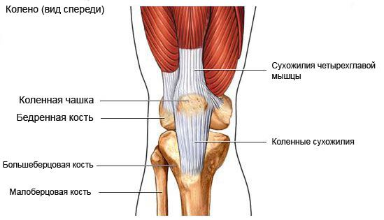 Как устроено колено