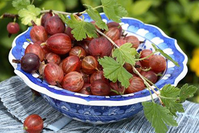 Крыжовник