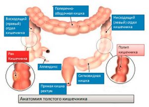 анатомия толстого кишечника