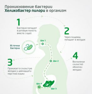 попадание хеликобактерии в желудок