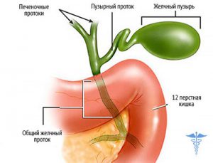 общий желчный проток печени и пузыря