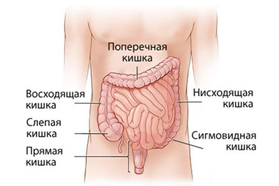 Строение кошечника