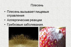 Плесень