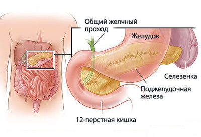 Строение желудка