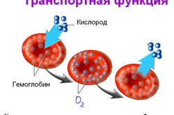 Функция гемоглобина