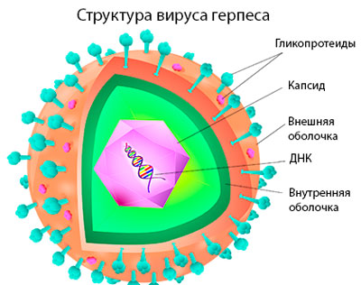 Строение вируса герпеса