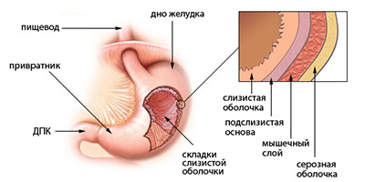 Желудок и строение стенки