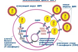 Жизненный цикл ВИЧ
