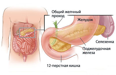 Место расположения поджелудочной железы