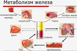 Метаболизм железа в организме Метаболизм железа в организме