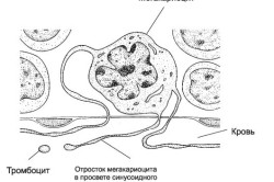 Образование тромбоцитов