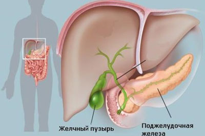 Местонахождение желчного пузыря
