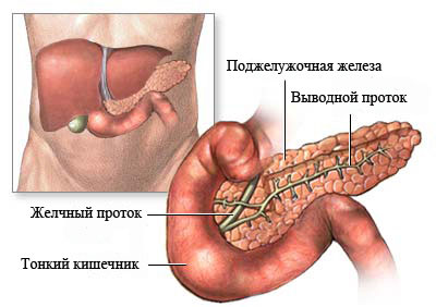 Строение поджелудочной железы
