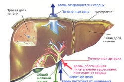 Противопоказания к приему глюконата кальция при заболеваниях печени Противопоказания к приему глюконата кальция при заболеваниях печени