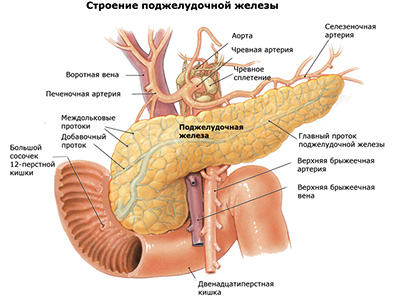 строение поджелудочной железы человека