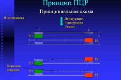 Принцип ПЦР теста на ВИЧ