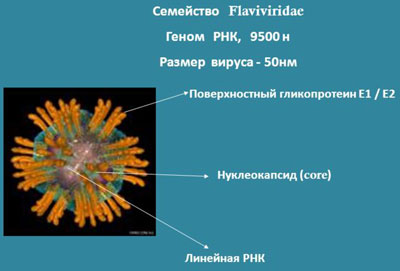 Вирус гепатита с
