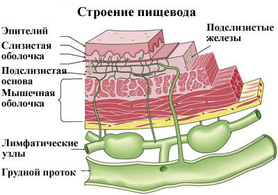 Строение пищевода