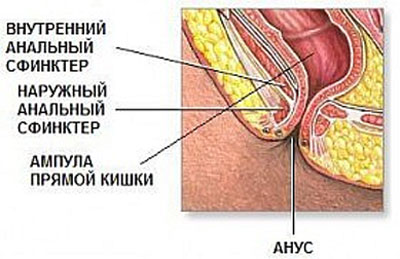 Наружный и внутренний сфинкеры
