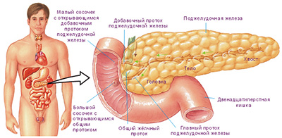 рисунок - поджелудочная железа